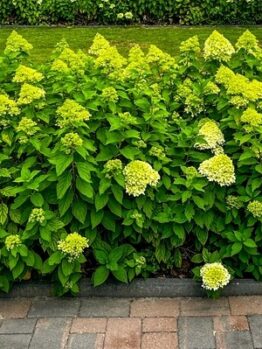 A row of blooming hydrangea bushes with pale green and white flowers borders a paved path in front of a lawn, whilst a Brachychiton 'Illawarra Flame Tree' brings vibrant colour nearby.
