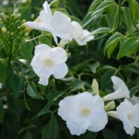 Pandorea 'Lady Di' 6" Pot, a white flowered bush with green leaves.