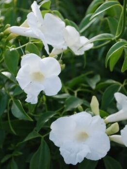 Pandorea 'Lady Di' 6" Pot, a white flowered bush with green leaves.
