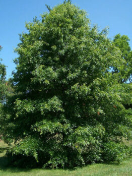 Quercus 'Pin Oak Tree'