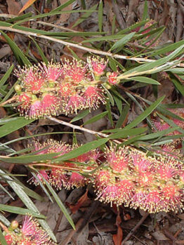 A Callistemon 'Injune' Bottlebrush 6" Pot on a branch.