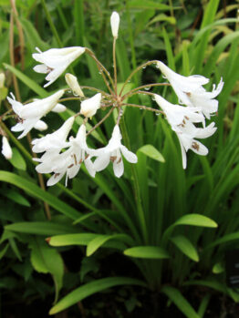 A bunch of Agapanthus 'Dwarf White' 6" Pot flowers in a garden.