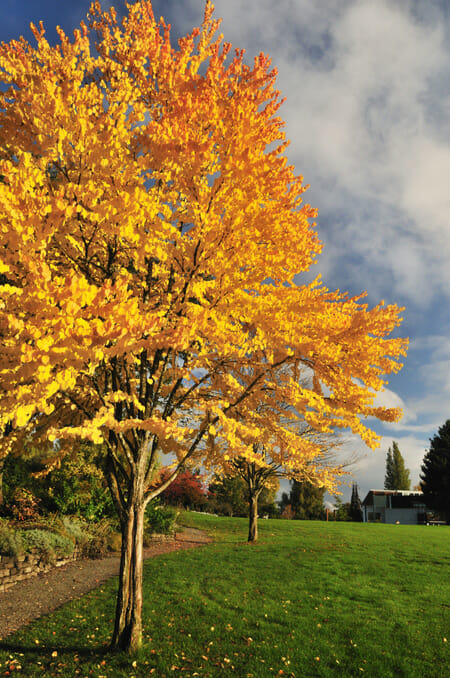 Cercidiphyllum 'Katsura Tree' 8" Pot leaves on a tree.