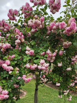 Rosa climbing rose Jasmina Pink blooms on a climbing rose pink