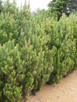 Adenanthos 'Woolly Bush'