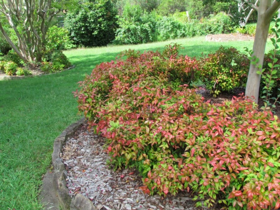 Nandina nana 'Dwarf Nandina' 3" Pot - Image 5