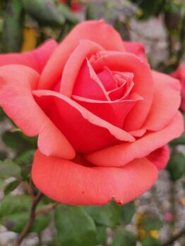 Rosa hybrid tea Fragrant Cloud Rose