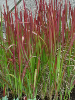 Imperata 'Japanese Blood Grass' 6" Pot