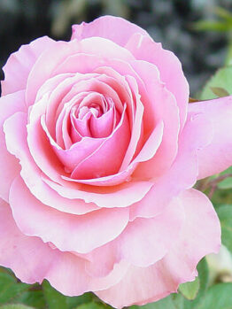 Rose 'Bridal Pink'