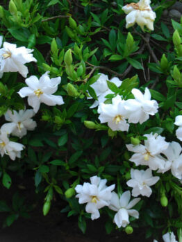 Gardenia 'Radicans' 6" Pot