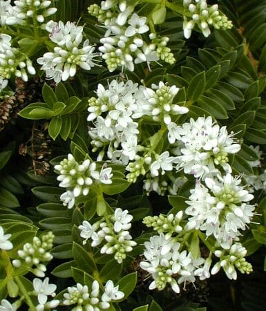 Hebe 'Buxifolia' 6" Pot flowers on a bush with green leaves.