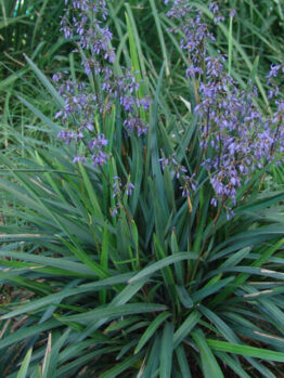 Dianella caerulea 'Blue Flax Lily'