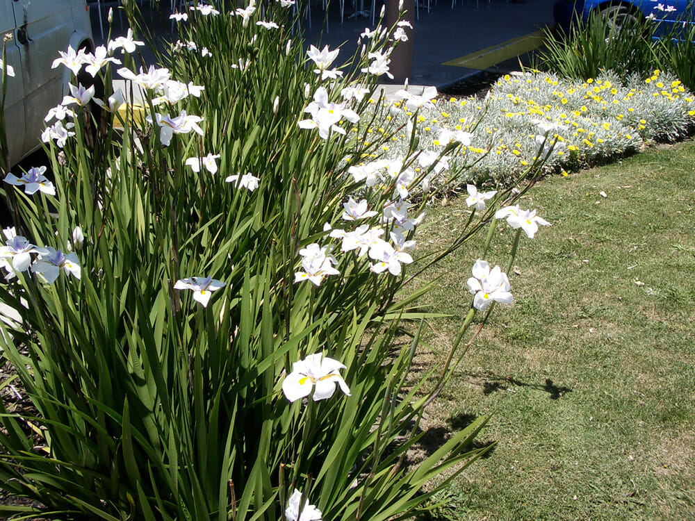 Dietes grandiflora 'Wild Iris' 3" Pot - Image 3
