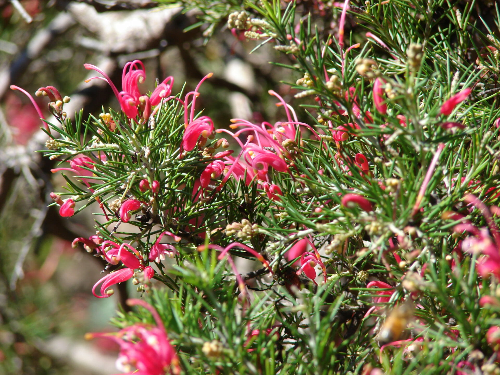 Grevillea rosmarinifolia 'Rosemary Grevillea' 6" Pot - Image 2