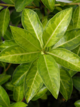 Pittosporum tenuifolium 'Limelight'
