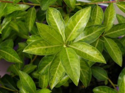 Pittosporum tenuifolium 'Limelight' 8" Pot
