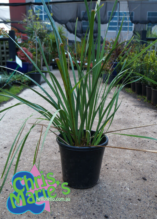 A Lomandra longifolia 8" Pot in a garden.