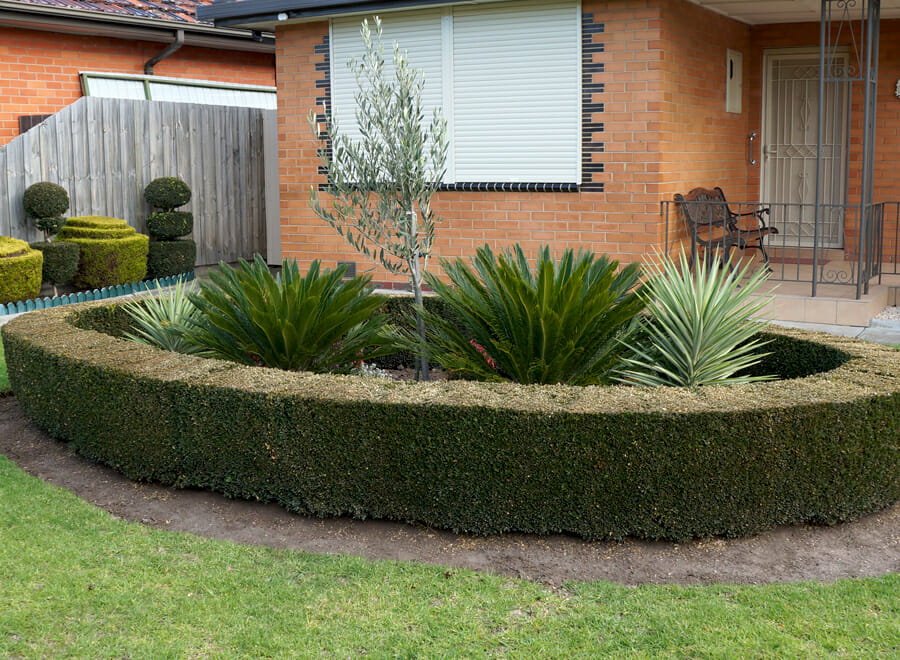 Round-Box-Hedge-with-Yuccas-Cycads-and-Olive