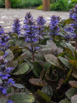 ajuga repens groundcover blue or purple flowered buggleweed along a concrete path or pavement ina garden