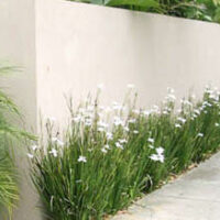 Flowering Grasses