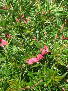 Grevillea rosmarinifolia 'Rosemary Grevillea' 6" Pot