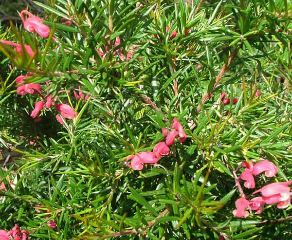 Grevillea rosmarinifolia 'Rosemary Grevillea' 6" Pot
