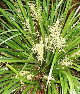 A Lomandra 'Hystrix' Mat Rush 6" Pot with white flowers in the ground.