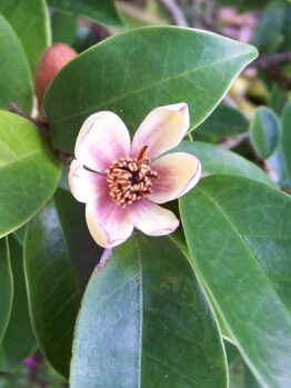 Michelia Figo Coco Flower