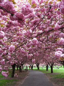 Prunus 'Kanzan' Ornamental Cherry