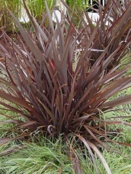 Phormium 'Bronze Baby' Flax