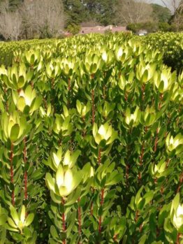 A Leucadendron 'Safari Goldstrike' 6" Pot in a field.