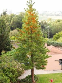 Grevillea robusta 'Silky Oak'