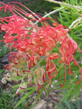 A Grevillea 'Ned Kelly' 10" Pot is growing on a plant.