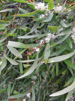 An Hakea 'Willow Leafed Hakea' 10" Pot tree with white flowers.