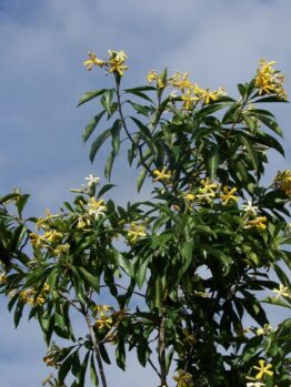 Dwarf Native Frangipani