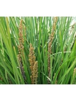 Green grass with tall brown seed heads resembles the resilient Lomandra 'Fine and Dandy.' For optimal growth, ensure well-drained soil.