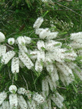 Melaleuca 'Black Paperbark' Myrtle 10" Pot flowers on a tree with Melaleuca 'Black Paperbark' Myrtle 10" Pot leaves.