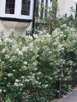An Escallonia 'Iveyi' 6" Pot hedge with white flowers in front of a house.