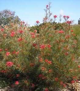 A Grevillea 'Bonfire' 10" Pot with red flowers in the middle of the desert.