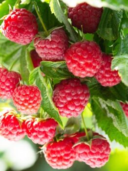 Clusters of ripe red Rubus 'Raspberry' fruit hang on a leafy plant in bright sunlight, ideal for growing in a 6" Pot.