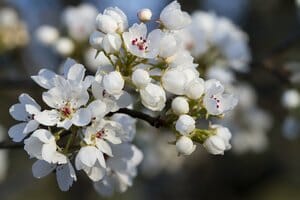Pyrus 'Capital' Ornamental Pear 10" Pot - Image 2