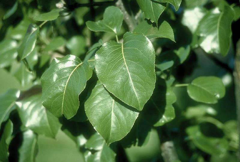 Ornamental Pear Tree