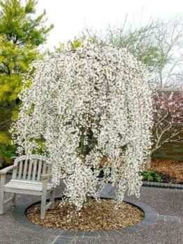 Falling Snow Weeping Cherry
