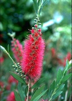 Callistemon 'Western Glory' 10" Pot flowers on a bush with green leaves.