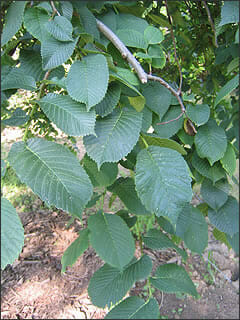 Ulmus glabra 'Weeping Elm' - Image 2