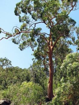 Angophora 'Smooth Barked Apple'