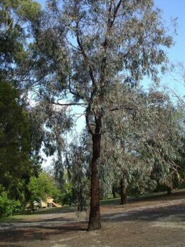 An Eucalyptus 'Mugga/Red Iron Bark' 10" Pot tree in a park.