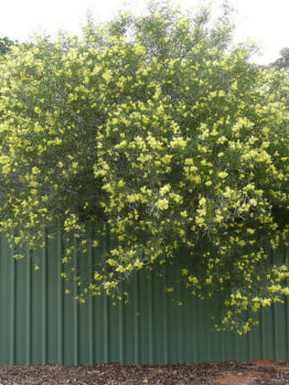 An Acacia 'Flinders Ranges Wattle' 10" Pot with yellow flowers on top of a green fence.