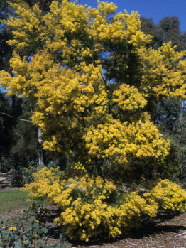 A yellow flowering Acacia 'Brisbane Golden Wattle' 10" Pot tree in a park.