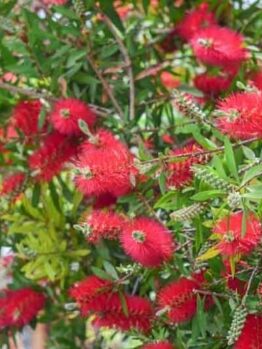 The Callistemon 'Crimson' Bottlebrush in a 6" pot features vibrant red bottlebrush flowers with elongated, spiky petals and lush green leaves.